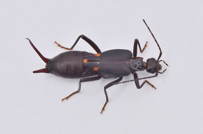 High angle view of insect on white background