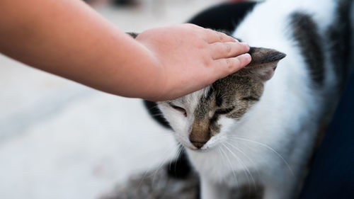 Close-up of hand feeding cat