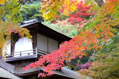 View of tree in front of building