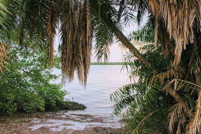 Palm trees by sea