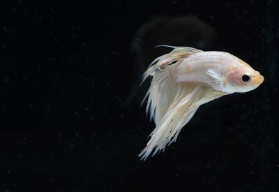 Siamese fighting, thai betta fish with beautiful  ready to fight in the black background isolate,