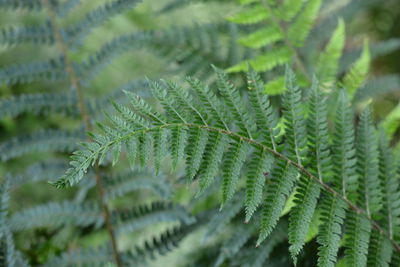 Close-up of fern leaves