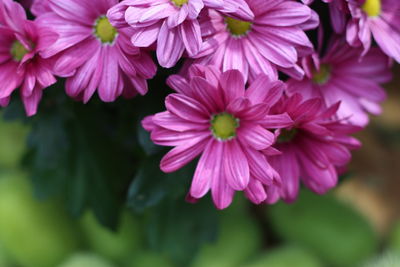 Close-up of pink flowers blooming outdoors