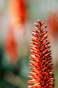 Close-up of red succulent plant