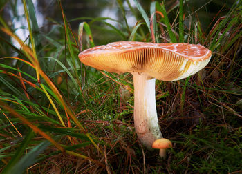 Close-up of mushroom growing in grass