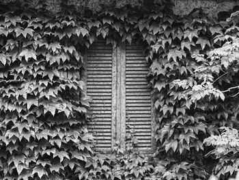Old window on a facade covered with ivy