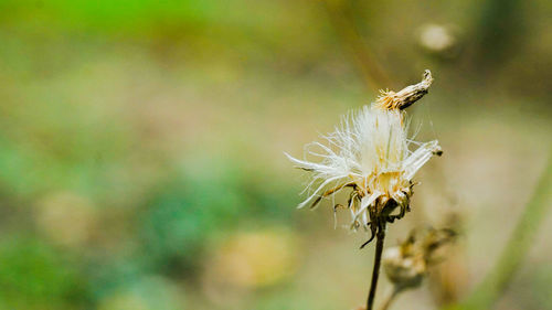 nature