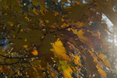 Close-up of maple leaves on tree during autumn