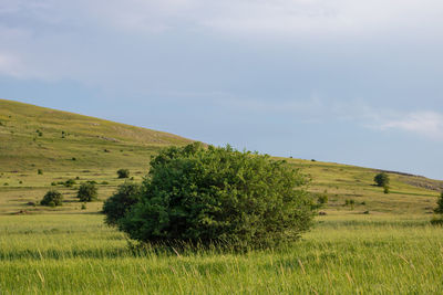 Scenic view of field against sky