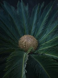 Close-up of palm tree leaves on plant