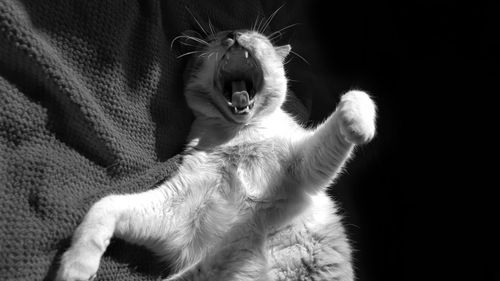 Yawning cat