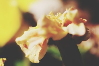 Close-up of yellow flowers