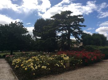 Flowers growing on tree against sky