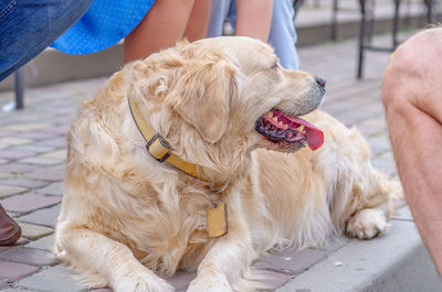 Fluffy blond labrador dog lies on cobblestones. walk with pet in park.
