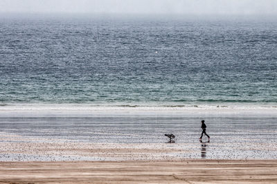 Dog on beach by sea against sky