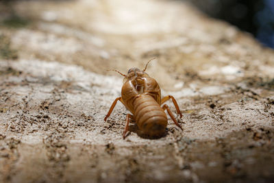 Close-up of insect on land