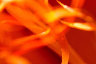 Close-up of orange rose flower