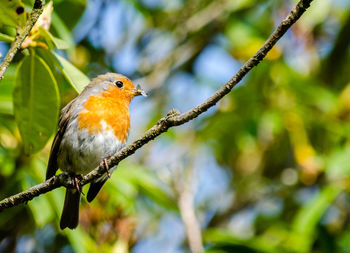 Low angle view of robin perching on twig