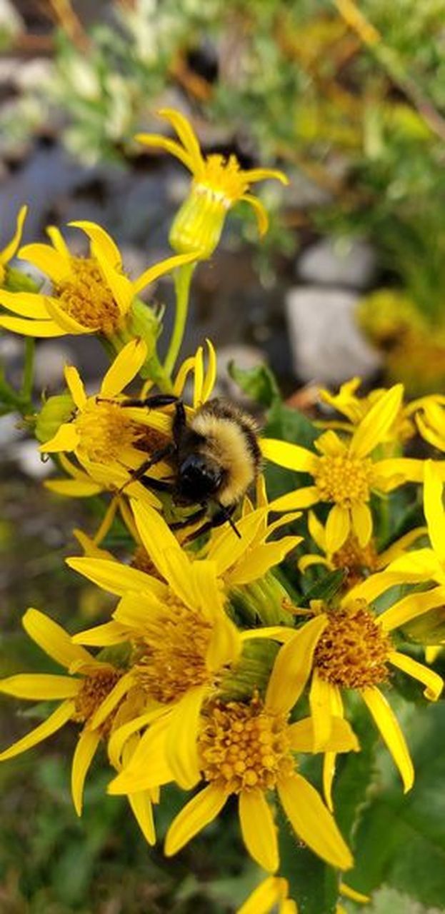 CLOSE-UP OF HONEY BEE ON YELLOW FLOWER