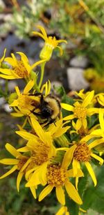 Close-up of bee pollinating on yellow flower