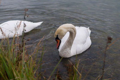 Swan in the lake