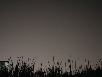 Low angle view of silhouette plants against sky at night