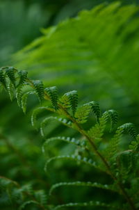 Close-up of plant