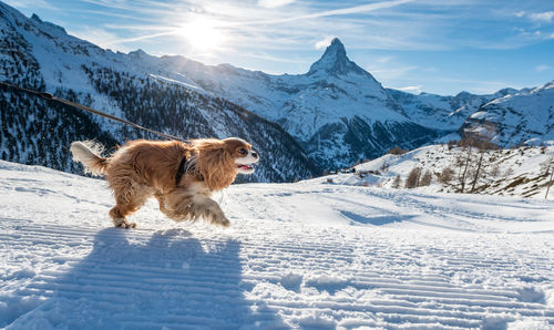 Dog on snowcapped mountain against sky