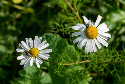 Close-up of white daisy flower