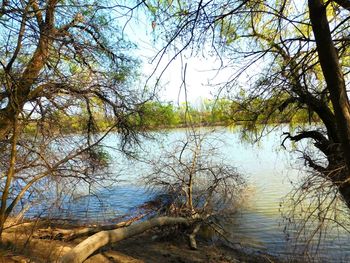 Reflection of trees in water