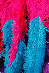 Full frame shot of multi colored feathers