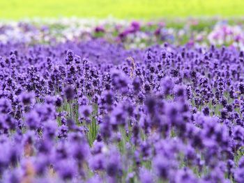 Close-up of purple flowers blooming in field