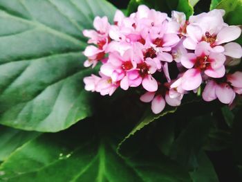Close-up of pink flowers