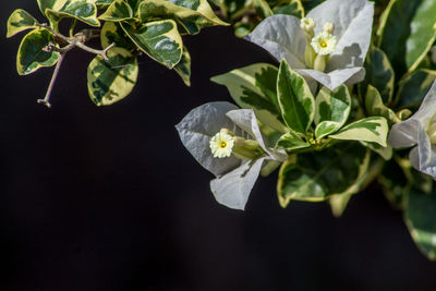 Close-up of white flowering plant against black background