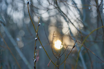 Low angle view of illuminated lights on tree