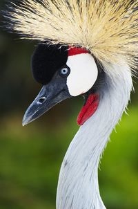 Close-up of grey crowned crane