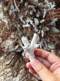 Close-up of hand holding dry coral