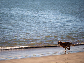 Dog on beach