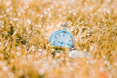 Close-up of pocket watch on wet grass