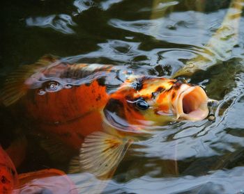 High angle view of koi carps swimming in water