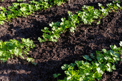 View of fresh green plants growing in farm