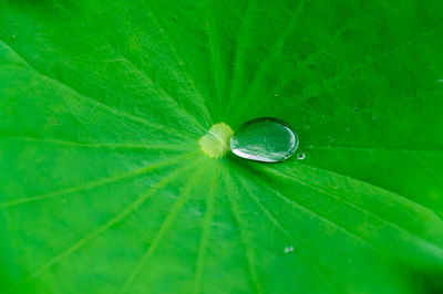 Close-up of water drops on leaf