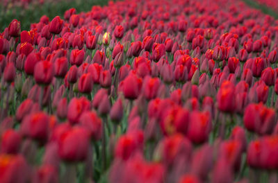 High angle view of red tulips blooming outdoors