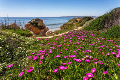 Purple flowering plants by sea against sky