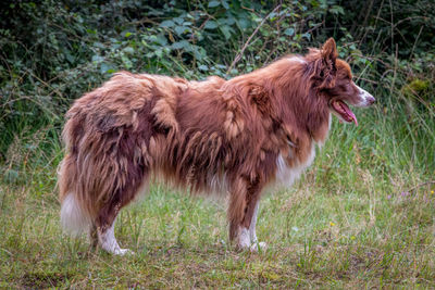 Full length of a horse on field