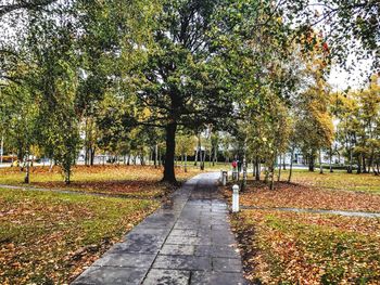 Trees in park