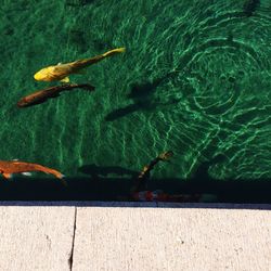 Plant in water