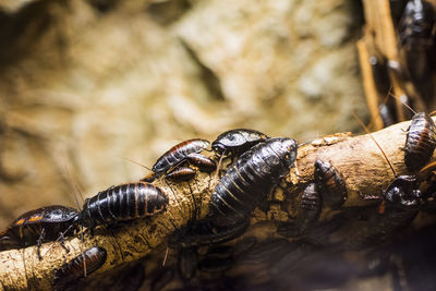 Close-up of insect on tree