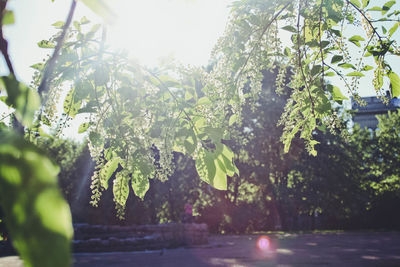 Close-up of wet plants against trees