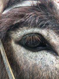 Close-up portrait of horse eye